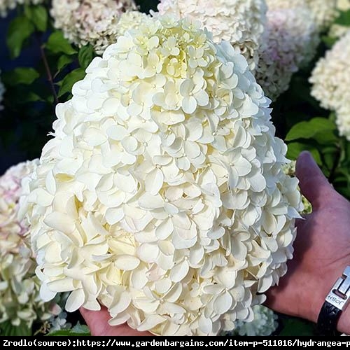 Hortensja bukietowa HERCULES NA PNIU!!! - rarytas, OLIMPIJSKI GIGANT WŚRÓD KWIATÓW - Hydrangea paniculata Hercules