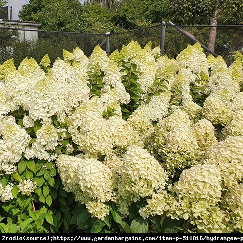 Hortensja bukietowa HERCULES NA PNIU!!! - rarytas, OLIMPIJSKI GIGANT WŚRÓD KWIATÓW - Hydrangea paniculata Hercules