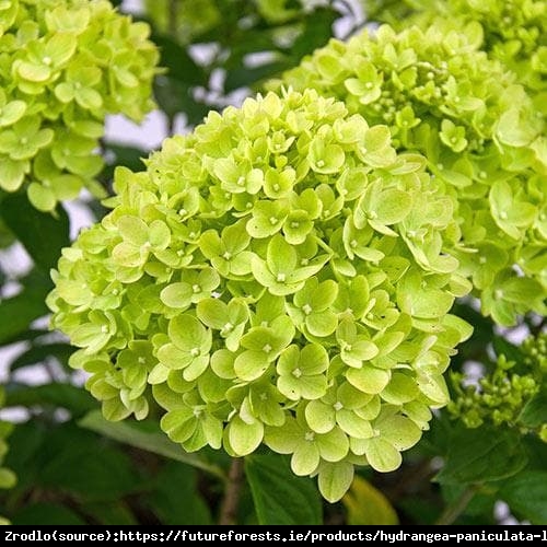 Hortensja bukietowa Little Lime -LIMONKOWA PIĘKNOŚĆ NA PNIU!!! - Hydrangea paniculata Little Lime