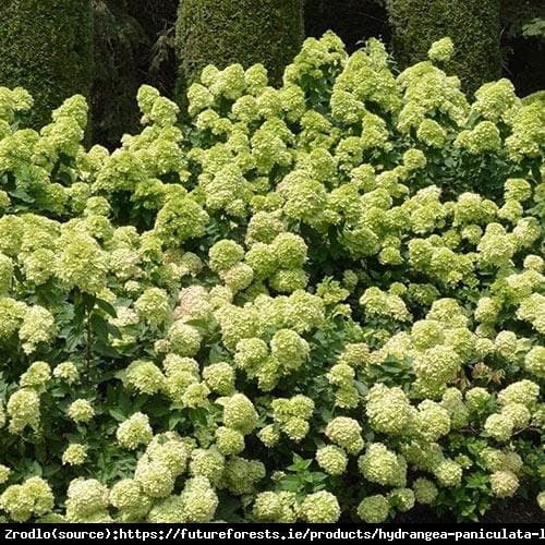 Hortensja bukietowa Little Lime -LIMONKOWA PIĘKNOŚĆ NA PNIU!!! - Hydrangea paniculata Little Lime