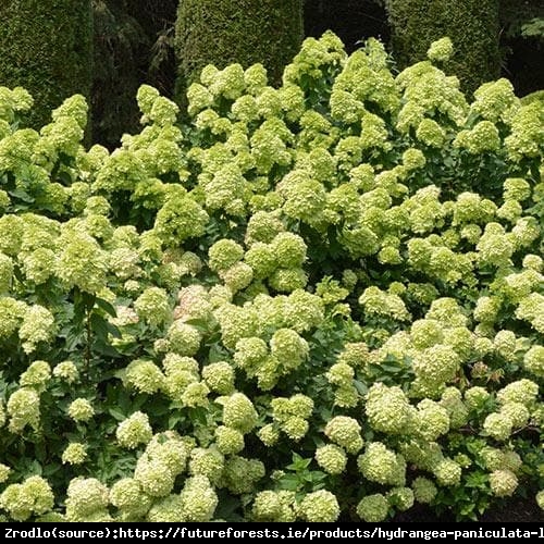 Hortensja bukietowa Little Lime -LIMONKOWA PIĘKNOŚĆ NA PNIU!!! - Hydrangea paniculata Little Lime