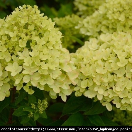 Hortensja bukietowa Little Lime -LIMONKOWA PIĘKNOŚĆ NA PNIU!!! - Hydrangea paniculata Little Lime