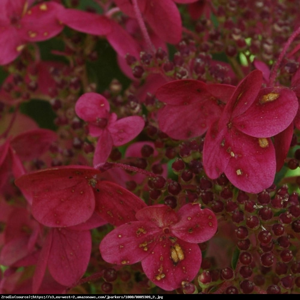 hortensja bukietowa Wims Red NA PNIU-OD BIAŁEGO DO CZERWONOPURPUROWEGO KWIATU!!! - Hydrangea paniculata Wims Red