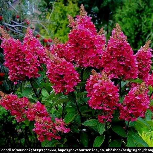 hortensja bukietowa Wims Red NA PNIU-OD BIAŁEGO DO CZERWONOPURPUROWEGO KWIATU!!! - Hydrangea paniculata Wims Red