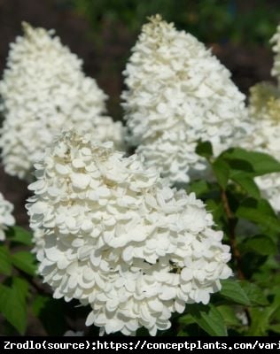 Hortensja bukietowa Magical Sweet Summer na pniu-OLBRZYM ZMIENIAJĄCY KOLOR KWIATOSTANU!!! - Hydrangea paniculata Magical Sweet Summer