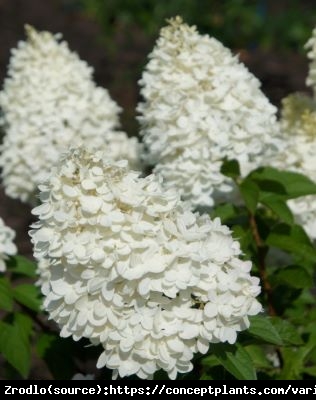 Hortensja bukietowa Magical Sweet Summer na pniu-OLBRZYM ZMIENIAJĄCY KOLOR KWIATOSTANU!!! - Hydrangea paniculata Magical Sweet Summer