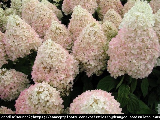 Hortensja bukietowa Magical Sweet Summer na pniu-OLBRZYM ZMIENIAJĄCY KOLOR KWIATOSTANU!!! - Hydrangea paniculata Magical Sweet Summer