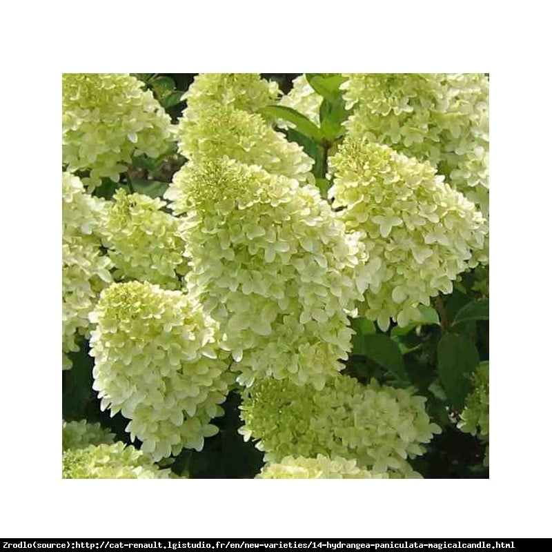 Hortensja bukietowa Magical Candle na pniu-OLBRZYMIE KWIATY,SREBRNA MEDALISTKA!!! - Hydrangea paniculata Magical Candle