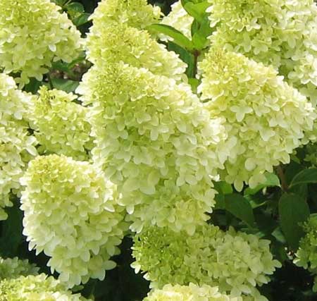 Hortensja bukietowa Magical Candle na pniu-OLBRZYMIE KWIATY,SREBRNA MEDALISTKA!!! - Hydrangea paniculata Magical Candle