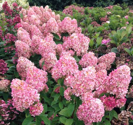 Hortensja bukietowa Magical Candle na pniu-OLBRZYMIE KWIATY,SREBRNA MEDALISTKA!!! - Hydrangea paniculata Magical Candle