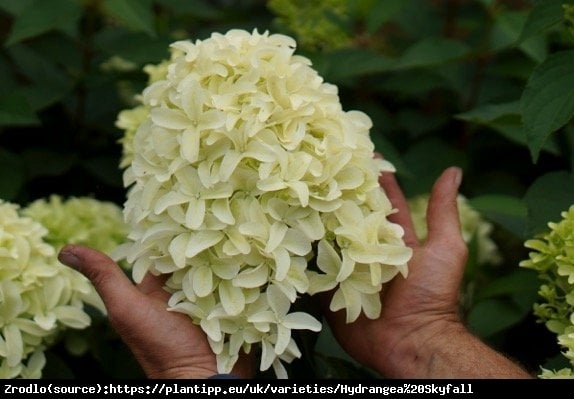 Hortensja bukietowa Skyfall PBR na pniu - NOWOŚĆ -ZŁOTA MEDALISTKA O CUDNYCH HIACYNTOWYCH KWIATACH!!! - Hydrangea paniculata SKYFALL