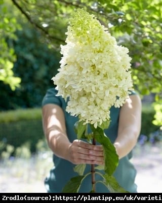 Hortensja bukietowa Skyfall PBR na pniu - NOWOŚĆ -ZŁOTA MEDALISTKA O CUDNYCH HIACYNTOWYCH KWIATACH!!! - Hydrangea paniculata SKYFALL