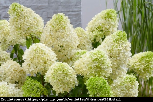 Hortensja bukietowa Skyfall PBR na pniu - NOWOŚĆ -ZŁOTA MEDALISTKA O CUDNYCH HIACYNTOWYCH KWIATACH!!! - Hydrangea paniculata SKYFALL