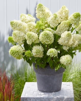 Hortensja bukietowa Skyfall PBR na pniu - NOWOŚĆ -ZŁOTA MEDALISTKA O CUDNYCH HIACYNTOWYCH KWIATACH!!! - Hydrangea paniculata SKYFALL