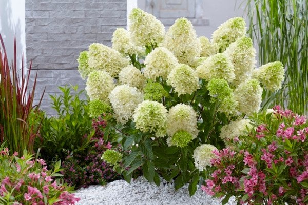 Hortensja bukietowa Skyfall PBR na pniu - NOWOŚĆ -ZŁOTA MEDALISTKA O CUDNYCH HIACYNTOWYCH KWIATACH!!! - Hydrangea paniculata SKYFALL