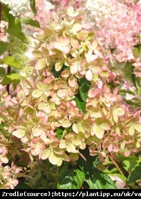 Hortensja bukietowa PASTELGREEN na pniu - PASTELOWA TĘCZA KOLORÓW - Hydrangea paniculata PASTELGREEN Renxolor