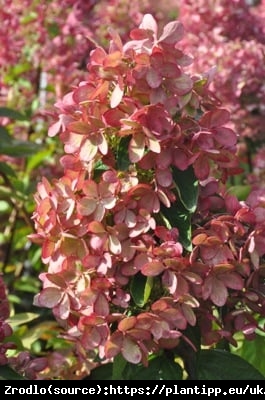 Hortensja bukietowa PASTELGREEN na pniu - PASTELOWA TĘCZA KOLORÓW - Hydrangea paniculata PASTELGREEN Renxolor