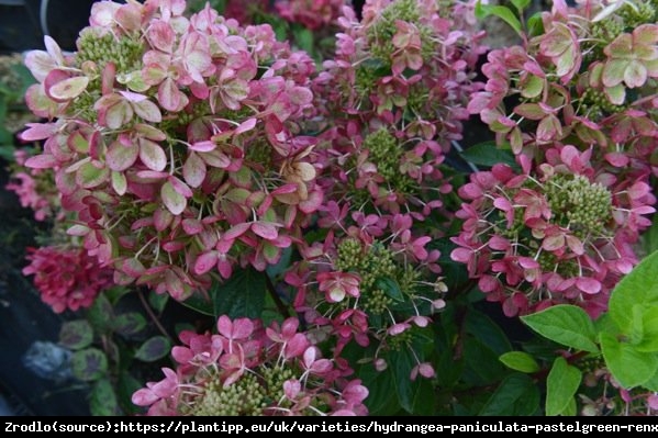 Hortensja bukietowa PASTELGREEN na pniu - PASTELOWA TĘCZA KOLORÓW - Hydrangea paniculata PASTELGREEN Renxolor