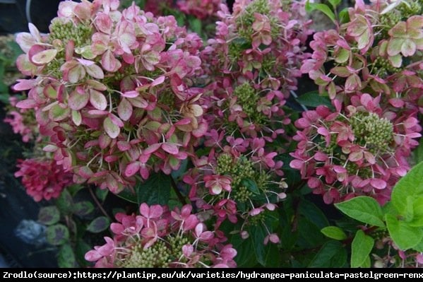 Hortensja bukietowa PASTELGREEN na pniu - PASTELOWA TĘCZA KOLORÓW - Hydrangea paniculata PASTELGREEN Renxolor