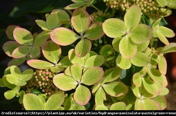 Hortensja bukietowa PASTELGREEN na pniu - PASTELOWA TĘCZA KOLORÓW - Hydrangea paniculata PASTELGREEN Renxolor