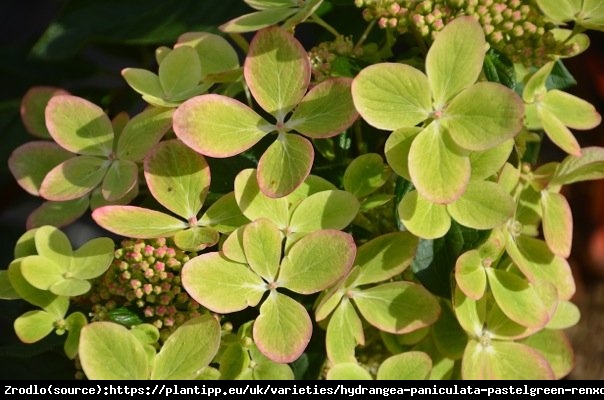 Hortensja bukietowa PASTELGREEN na pniu - PASTELOWA TĘCZA KOLORÓW - Hydrangea paniculata PASTELGREEN Renxolor