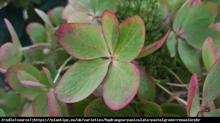 Hortensja bukietowa PASTELGREEN na pniu - PASTELOWA TĘCZA KOLORÓW - Hydrangea paniculata PASTELGREEN Renxolor