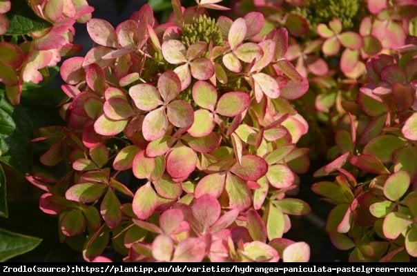 Hortensja bukietowa PASTELGREEN na pniu - PASTELOWA TĘCZA KOLORÓW - Hydrangea paniculata PASTELGREEN Renxolor