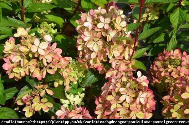 Hortensja bukietowa PASTELGREEN na pniu - PASTELOWA TĘCZA KOLORÓW - Hydrangea paniculata PASTELGREEN Renxolor