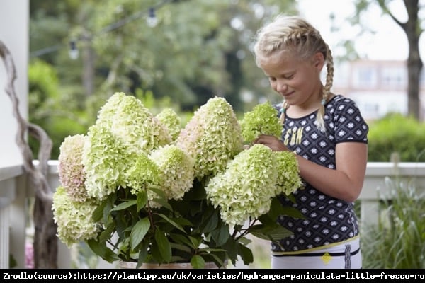 Hortensja bukietowa LITTLE FRAISE na pniu - UNIKATOWA MINIATUROWA PIĘKNOŚĆ - Hydrangea paniculata Little Fraise