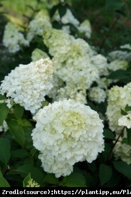 Hortensja bukietowa SUNDAY FRAISE na pniu- MINIATUROWA PIĘKNOŚĆ O DUŻYCH KWIATACH - Hydrangea paniculata Sunday Fraise