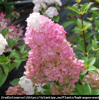 Hortensja bukietowa SUNDAY FRAISE na pniu- MINIATUROWA PIĘKNOŚĆ O DUŻYCH KWIATACH - Hydrangea paniculata Sunday Fraise