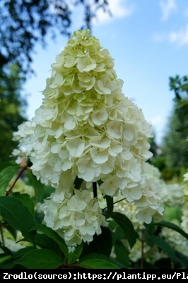 Hortensja bukietowa SUNDAY FRAISE na pniu- MINIATUROWA PIĘKNOŚĆ O DUŻYCH KWIATACH - Hydrangea paniculata Sunday Fraise