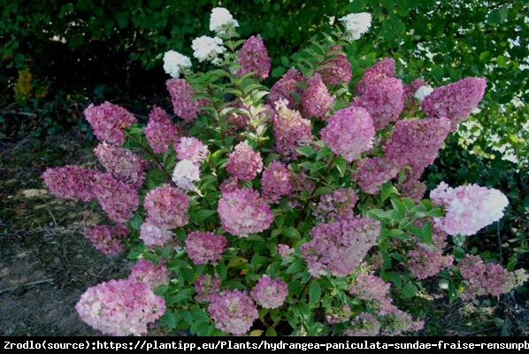 Hortensja bukietowa SUNDAY FRAISE na pniu- MINIATUROWA PIĘKNOŚĆ O DUŻYCH KWIATACH - Hydrangea paniculata Sunday Fraise