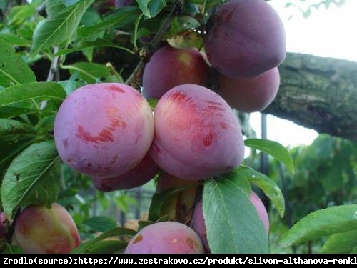 Śliwa Renkloda Althana-NIEBANALNIE SŁODKI I SOCZYSTY OWOC - Prunus Althana