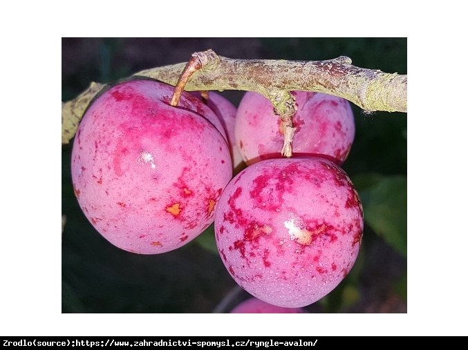 Śliwa Renkloda Ulena Czerwona -WYJĄTKOWO SŁODKI I DUŻY OWOC - Prunus 
