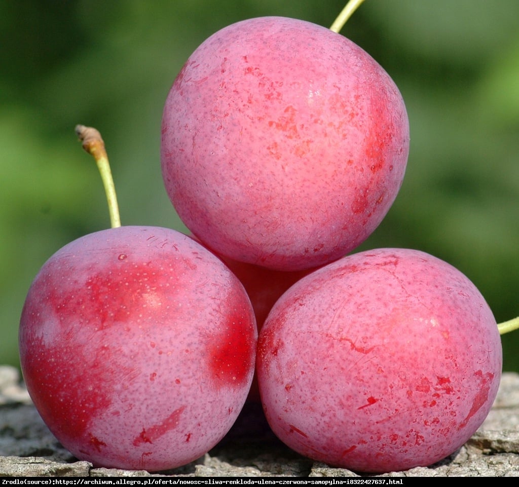 Śliwa Renkloda Ulena Czerwona -WYJĄTKOWO SŁODKI I DUŻY OWOC - Prunus 