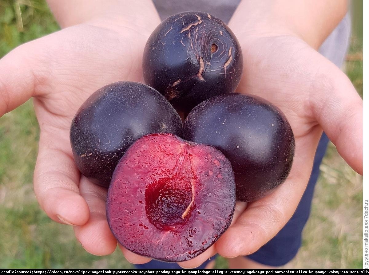 Śliwa Renkloda Czarna-CZARNE OWOCE-SŁODKIE JAK MIÓD!!! - Prunus 