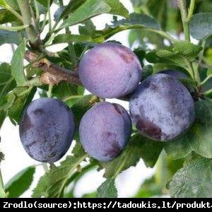 Śliwa kolumnowa Pruntop-SAMOPYLNA O KOLUMNOWYM POKROJU!!! - Prunus Pruntop