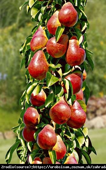 Grusza kolumnowa -Mini Grusza Garden Red-MINI DRZEWKO Z DUŻYMI OWOCAMI - Pyrus Garden Red