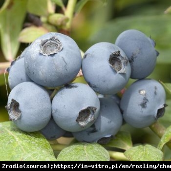 Borówka amerykańska Chanticleer  SUPER SMACZNE OWOCE, duże egzemplarze 5 letnie - Vaccinium corymbosum Chanticleer 