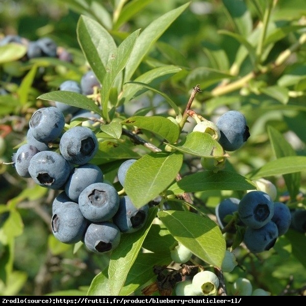 Borówka amerykańska Chanticleer  SUPER SMACZNE OWOCE, duże egzemplarze 5 letnie - Vaccinium corymbosum Chanticleer 