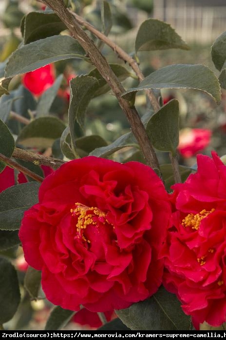 Kamelia Japońska Kramers Supreme-ZIMOZIELONY KRZEW O ZJAWISKOWYCH CZERWONYCH KWIATACH - Camellia japonica  Kramers Supreme