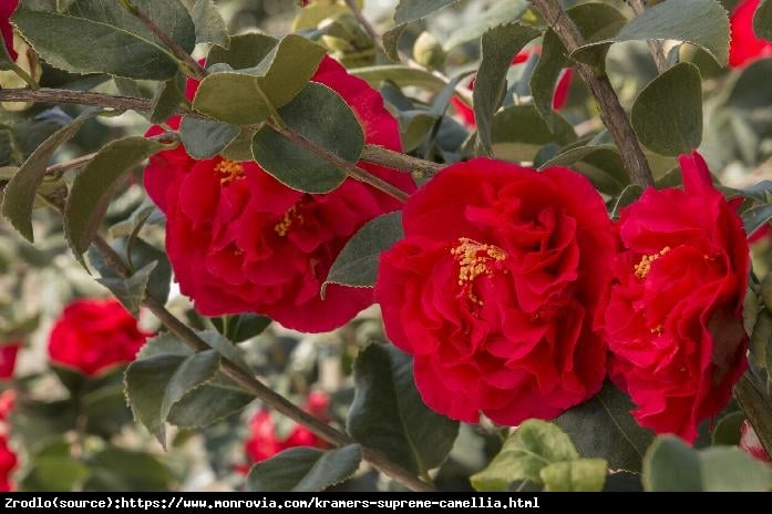 Kamelia Japońska Kramers Supreme-ZIMOZIELONY KRZEW O ZJAWISKOWYCH CZERWONYCH KWIATACH - Camellia japonica  Kramers Supreme