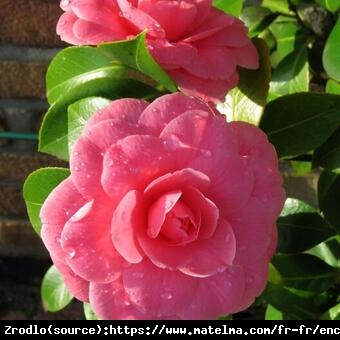 Kamelia japońska Mrs Tingley-PIĘKNY I ELEGANCKI ,ZIMOZIELONY KRZEW - Camellia japonica   Mrs Tingley