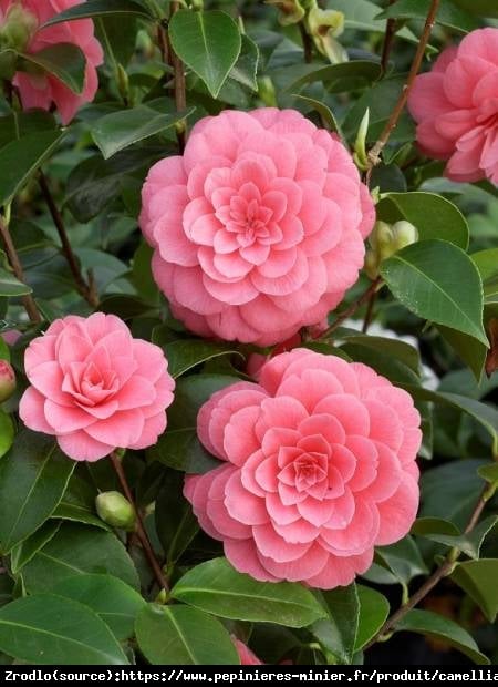 Kamelia japońska Mrs Tingley-PIĘKNY I ELEGANCKI ,ZIMOZIELONY KRZEW - Camellia japonica   Mrs Tingley