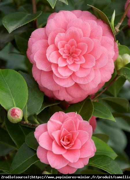 Kamelia japońska Mrs Tingley-PIĘKNY I ELEGANCKI ,ZIMOZIELONY KRZEW - Camellia japonica   Mrs Tingley
