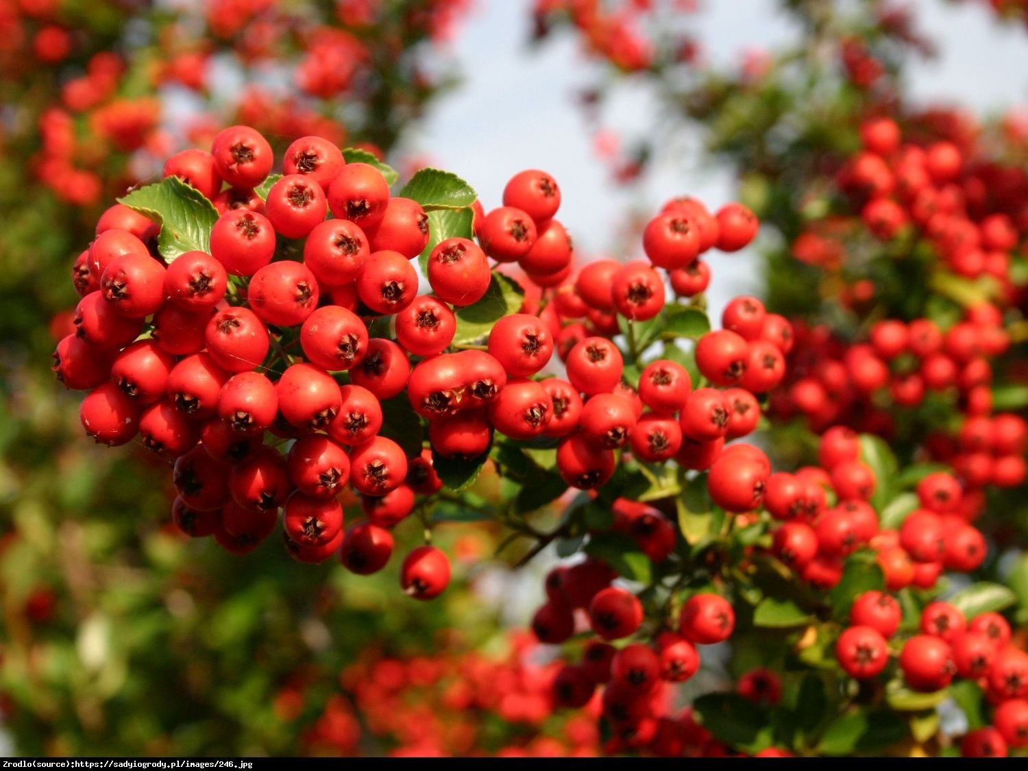 Ognik szkarłatny Red Column  - Pyracantha coccinea  Red Column 