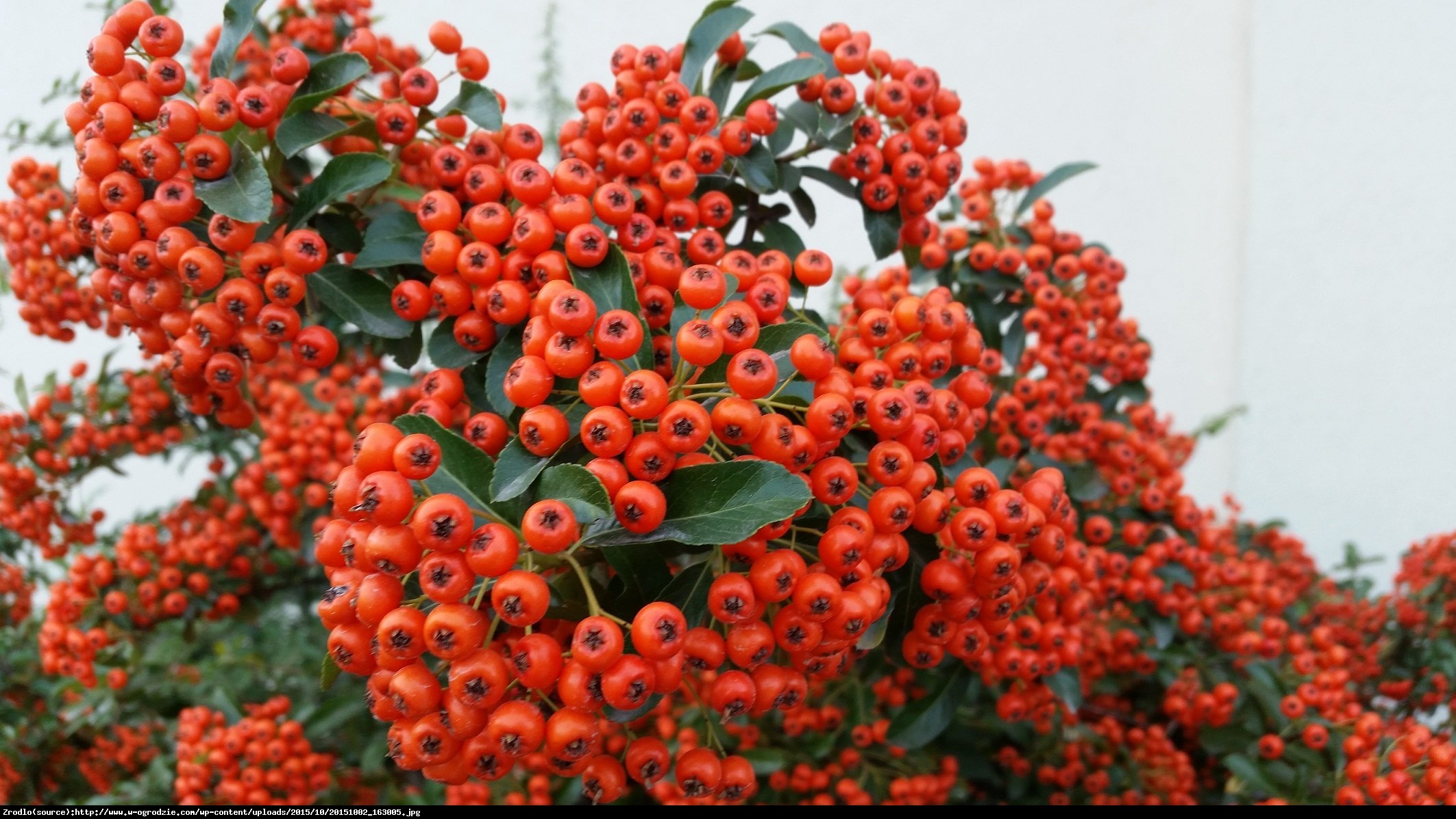 Ognik szkarłatny Red Column  - Pyracantha coccinea  Red Column 