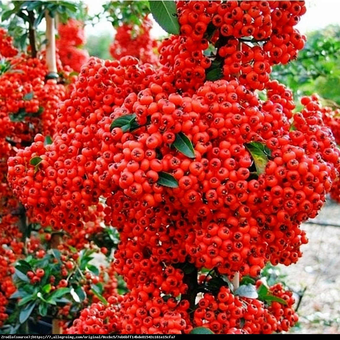 Ognik szkarłatny Red Column  - Pyracantha coccinea  Red Column 