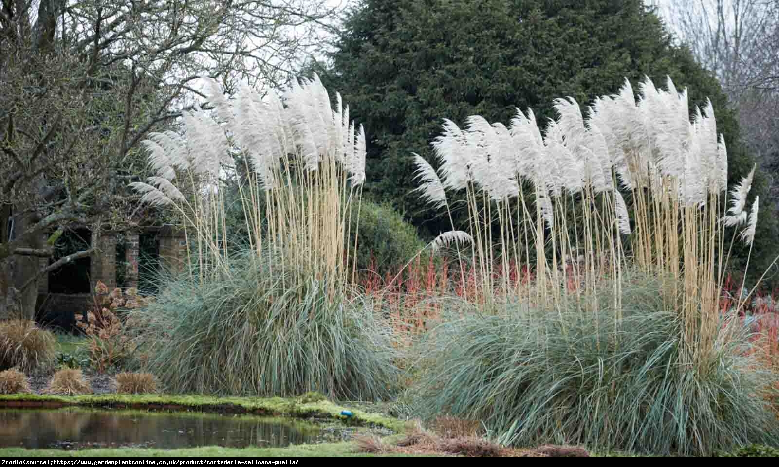 Trawa pampasowa PUMILA-NAJBARDZIEJ OKAZAŁA Z TRAW OZDOBNYCH!!! - Cortaderia selloana Pumila